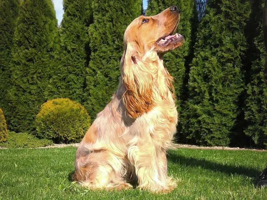 Cocker spaniel angielski