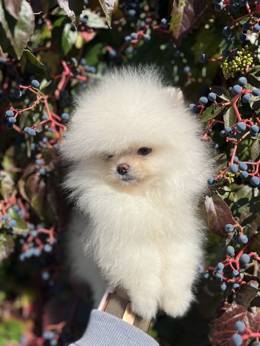 Хлопчик міні шпіц білого кольору