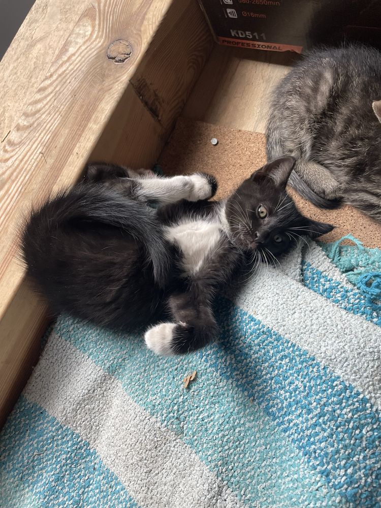 Koty do adopcji ZA DARMO
