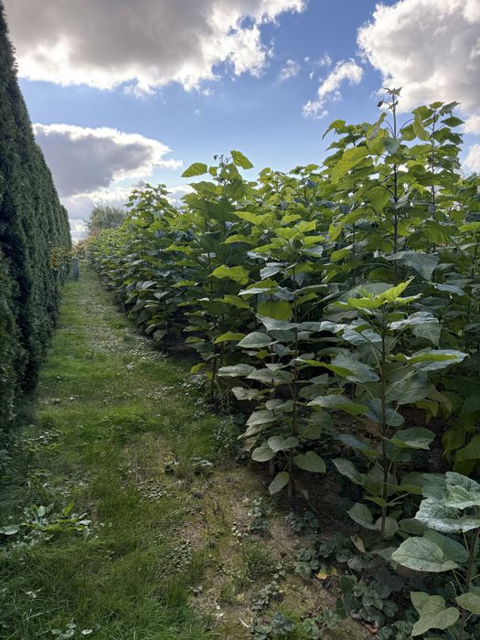 Katalpa podkładka do szczepienia, catalpa surmia 150 - 300 cm +