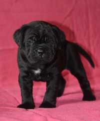 JETTA - Cane Corso FCI - po Championach