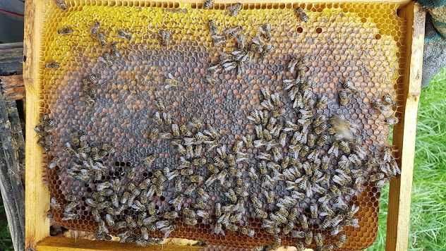 Miód Rzepakowy Mniszkowy Spadziowy Akacjowy Gryczany inne Duży słoik