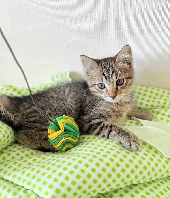 Котята даром отдам