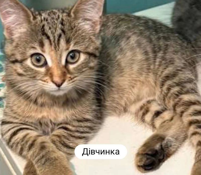 Милый котенок бесплатно. Кошка. Котята. Кошечка даром