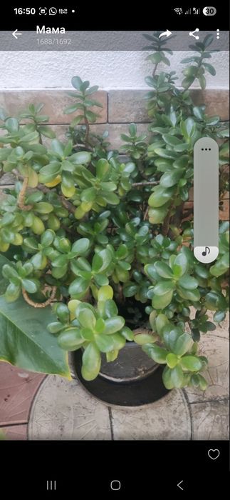 Квіти кімнатні рослини зелені великі в зал