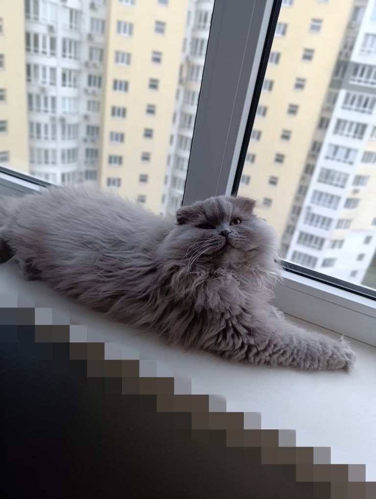 Котёнок  Хайленд фолд