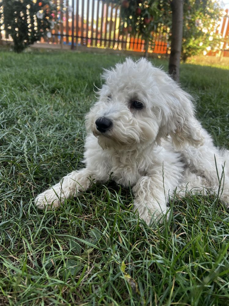 Piesek szczeniak maltipoo, zaledwie 2kg, tata FCI