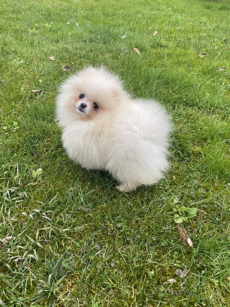 Szpic miniaturowy pomeranian