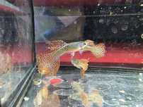 Gupik metal  Red Lace