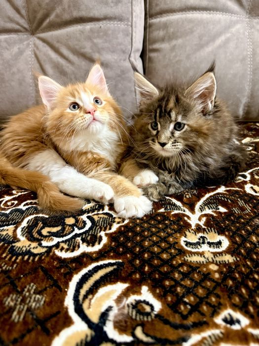 Мейн Кун дівчата є Документи WCF