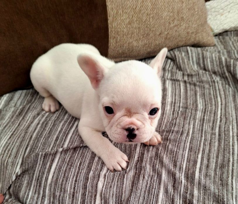 Bulldog francês mini