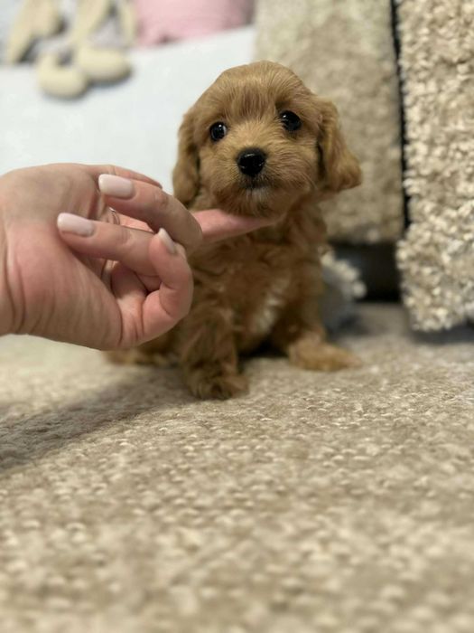 Maltipoo bardzo malutki chłopczyk