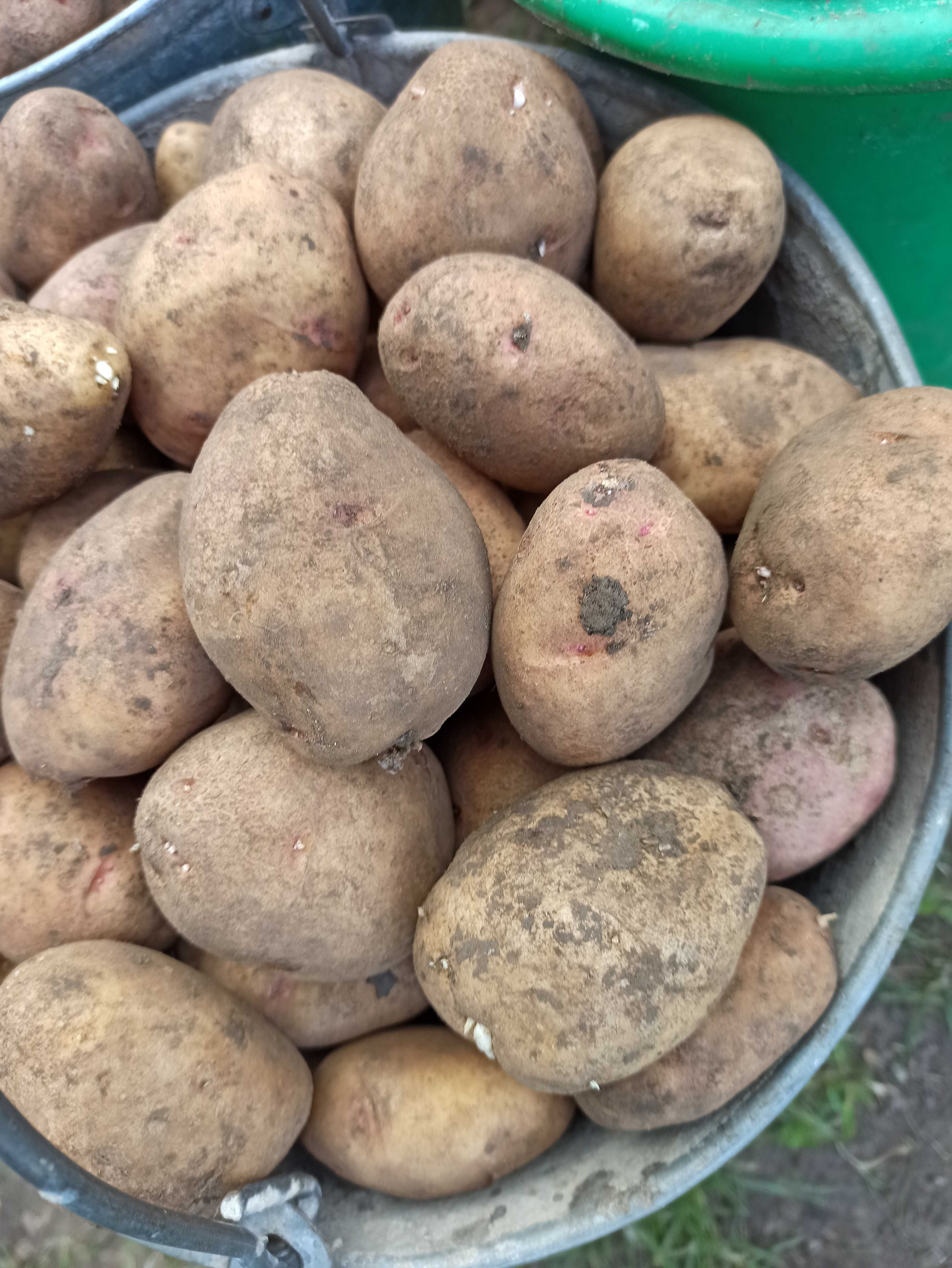 Картофель вкусный, домашняя картошка для еды и на посадку