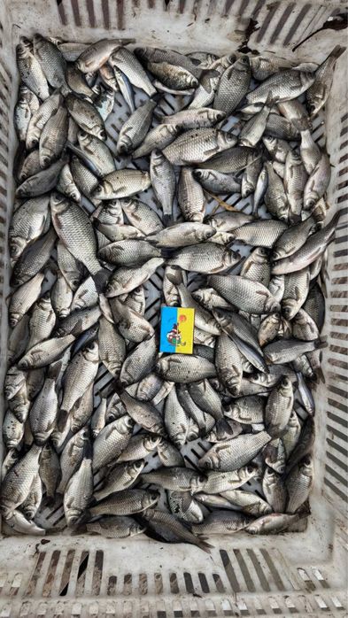 В наявності ставковий живець