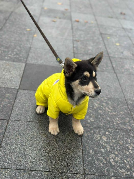 Песик в турботливу родину