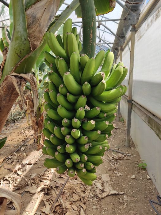 Bananeiras para estufa