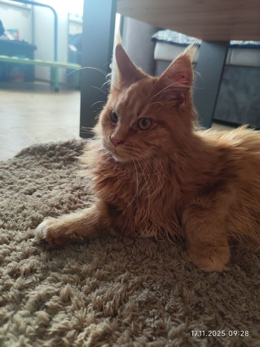 Aslan Kocie Urwisy*PL  Rudy Kocurek Maine Coon