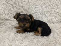 Yorkshire terrier suczka