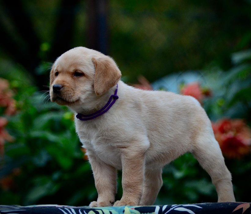 labrador retriver