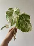 MONSTERA ALBO / монстера альба