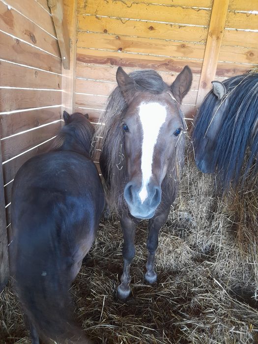 Sprzedam klacz i dwa kuce