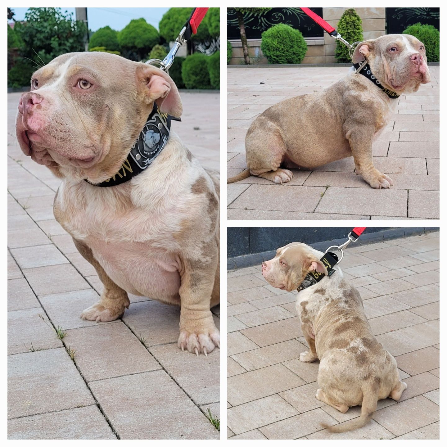 American bully top linia COWBOY LOUIS-V