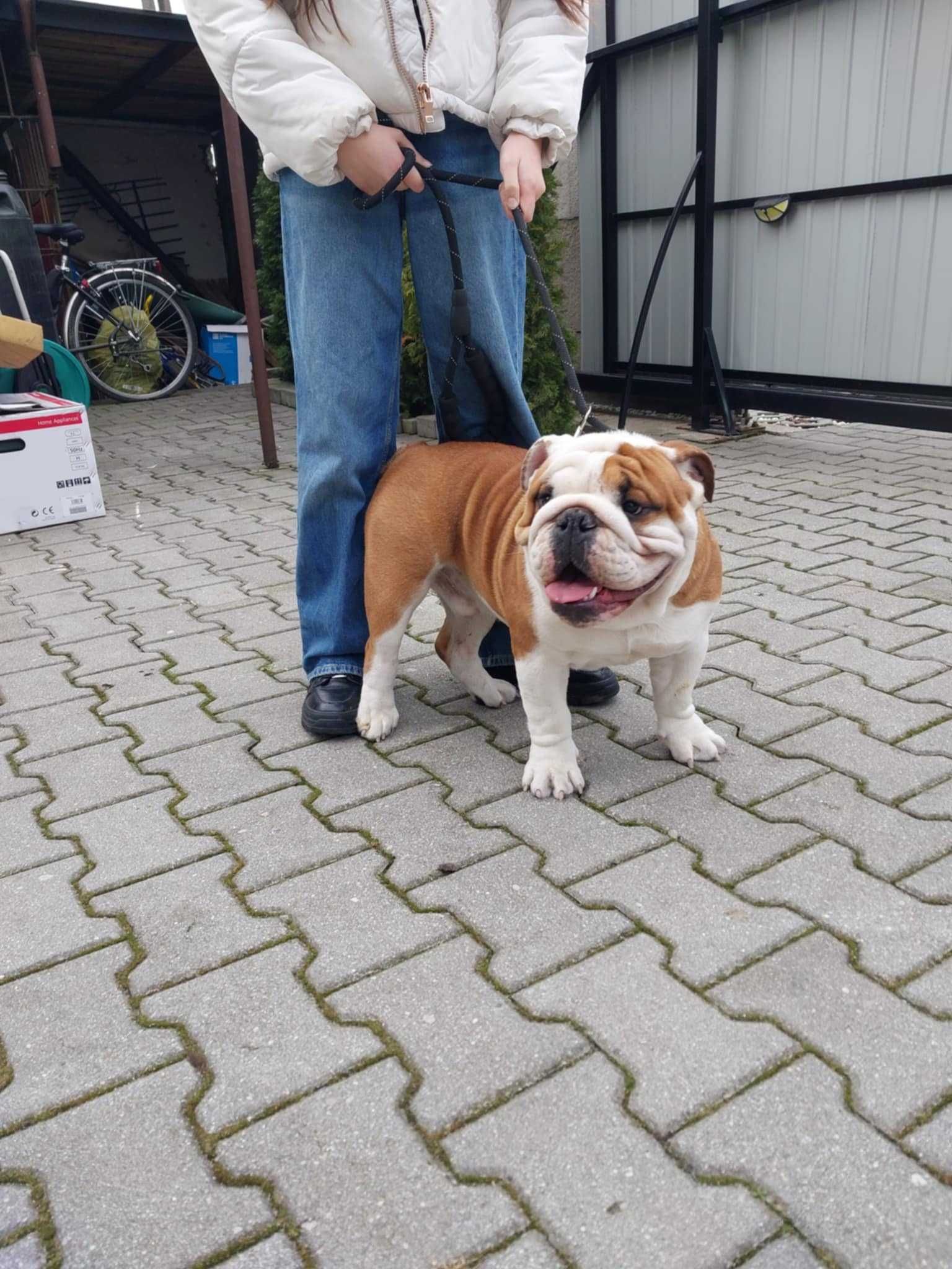 Buldog angielski para FCI