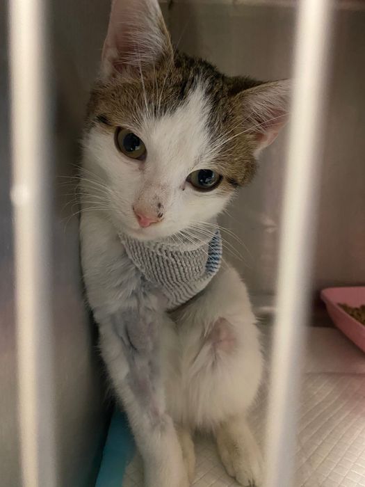 Brak mu jednej łapki, jednak marzy o domu jak kazdy inny kociak