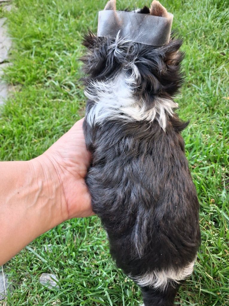 Sunia biewer  York yorkshire terrier