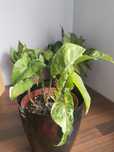 Syngonium mix Emerald ,mohito  i  Sansa hahni