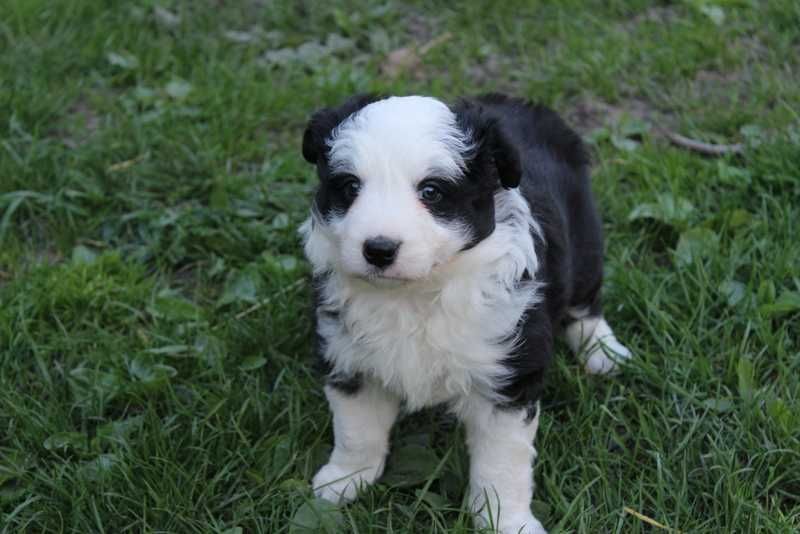 Border collie - śliczna sunia