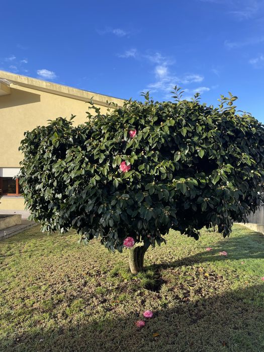 Dá-se Camelia bicolor - Grátis