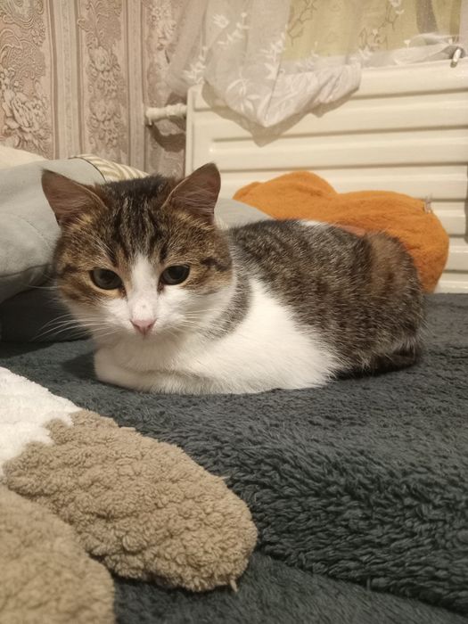Віддам чудового котика в добрі руки