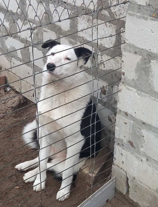 Собачка шукає дім