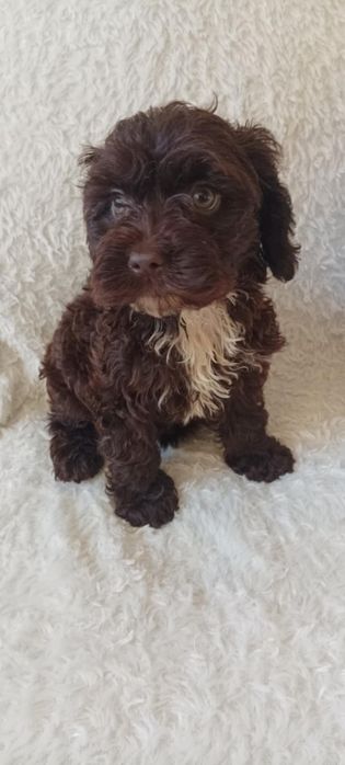 Czekoladowa  dziewczynka  Maltipo