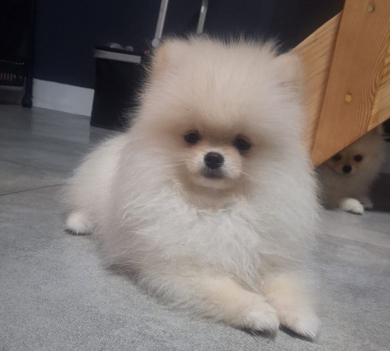 Pomeranian z paszportem,piesek 6 miesięcy
