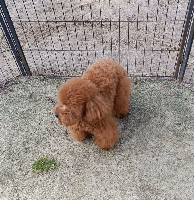 Той пудель, в'язка.