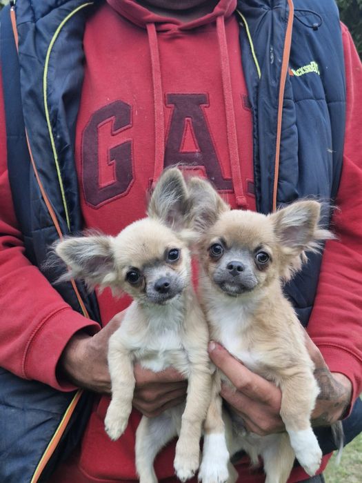 Chihuahua długowłosa chłopiec