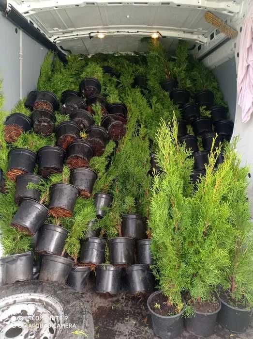 Tuja szmaragd, tuje 70-80cm 10zł PROMOCJA