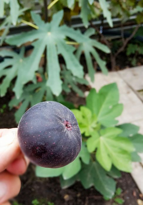 Саженцы инжира Шави Легви