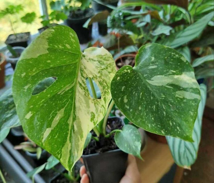 Монстера Тайське сузір'я