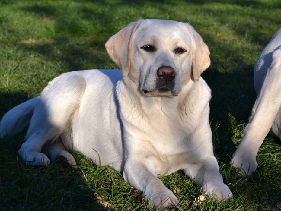 Лабрадор,дівчинка
