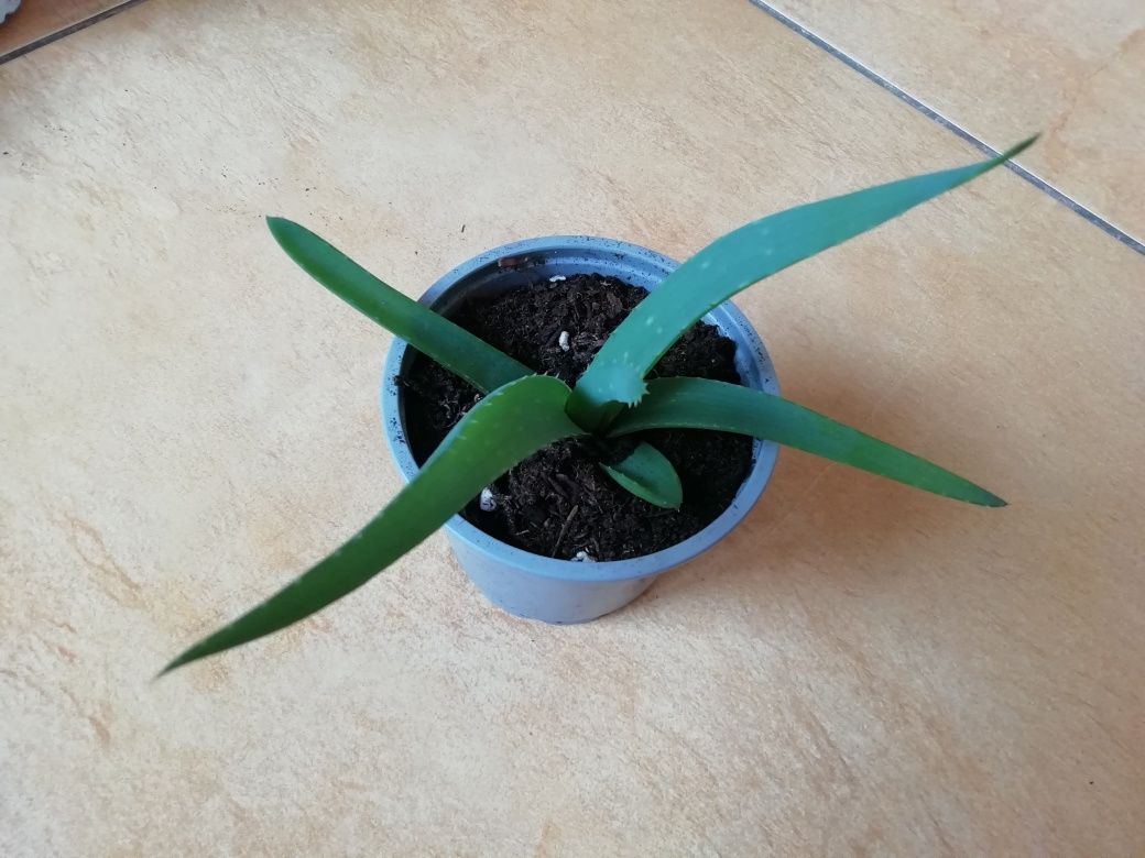 Aloes aloe vera sadzonki ukorzenione