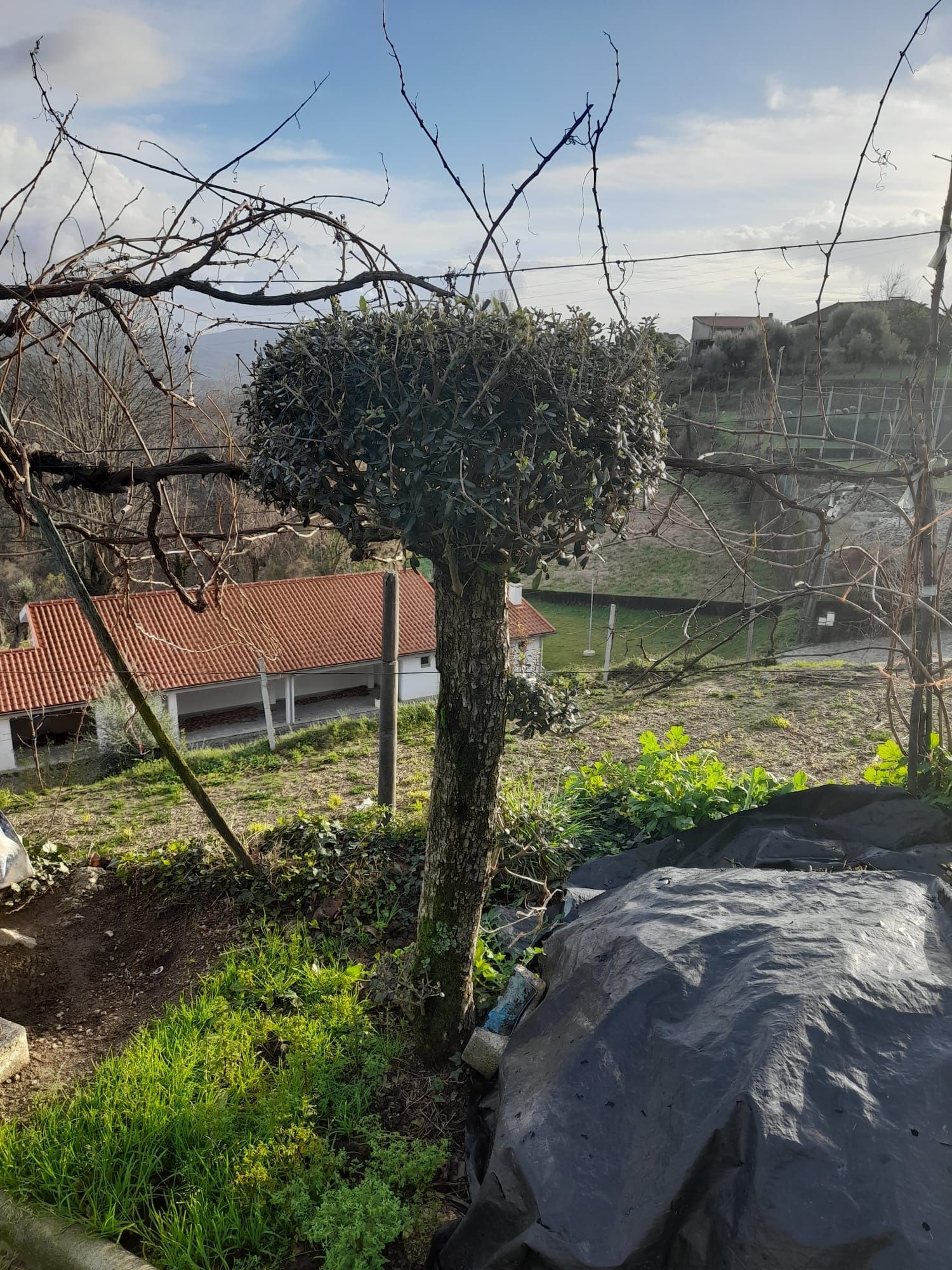 Oliveira para decoraçao jardím