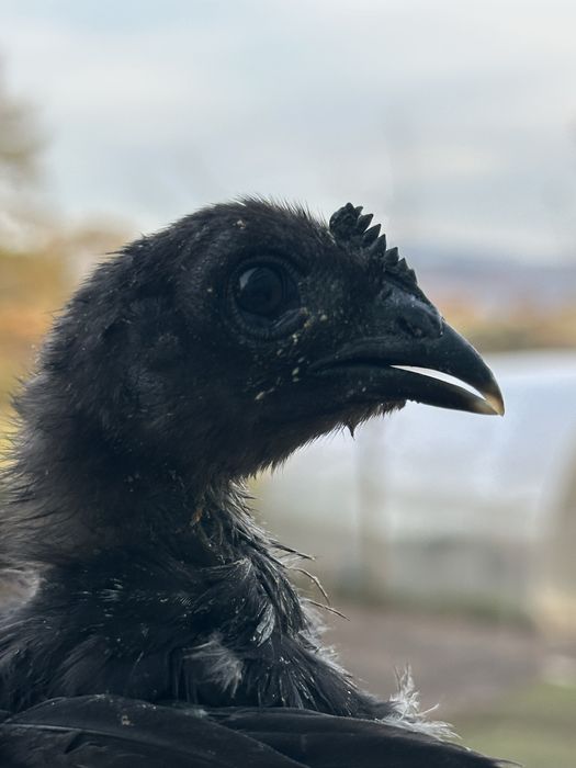 Kurczaki rasy ozdobne kura kogut silki ayam cemani