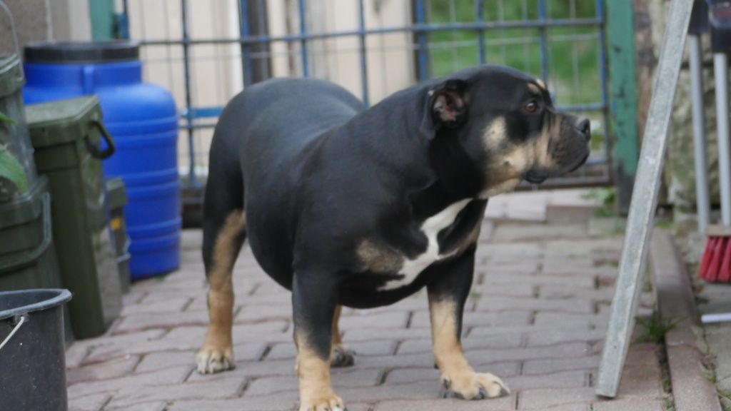 American Bully suczka