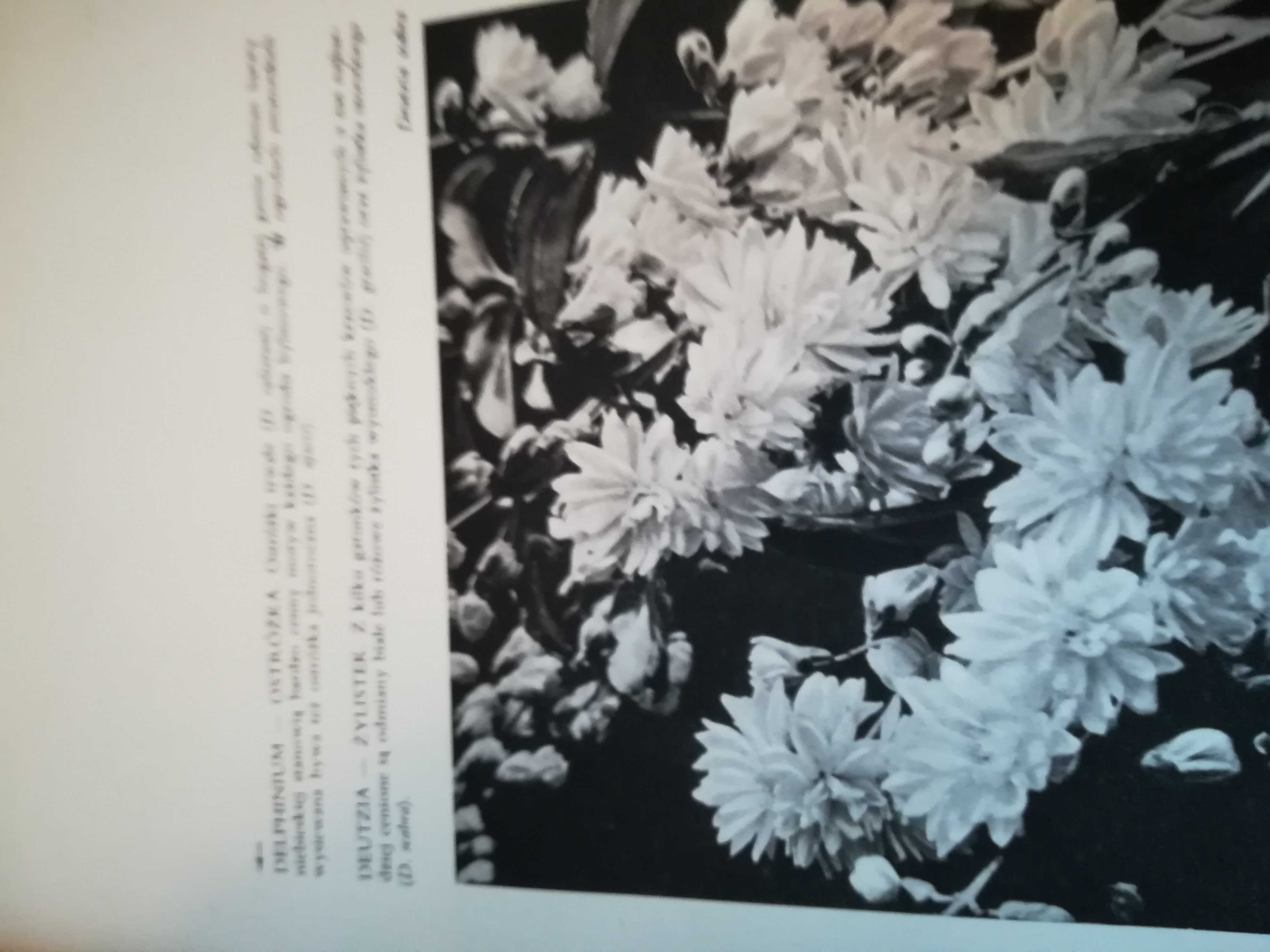 książka, ''kwiaty naszych ogrodów''