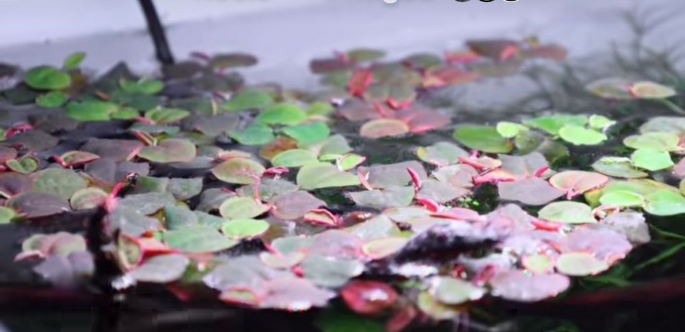 Phyllanthus fluitans