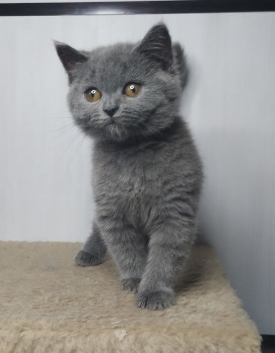 Ідеальна шотландська принцеса Марта з ВАКЦИНАЦІЄЮ