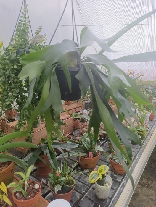 Platycerium Bifurcatum (Paproć Łosie Rogi) XL

Wymiary:

średnica: 19